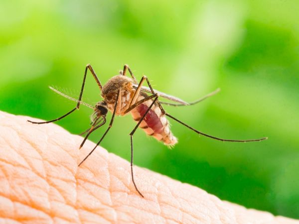 Anti moustique tropical : Achat de spray anti moustique spécial tropic