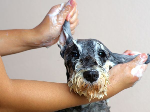 Shampoing anti-puces & tiques, Chiens et chats